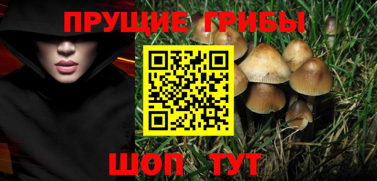 Галлюциногенные грибы Psilocybe Нижнекамск